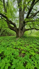 Fototapeta premium a hundred-year-old tree in the middle of a green forest