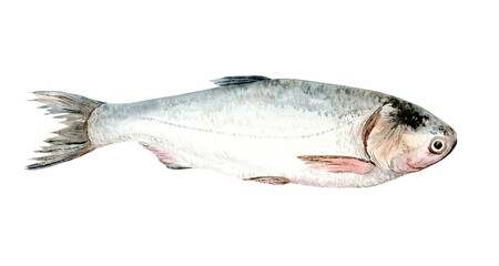 Fish Hypophthalmichthys. River fish. Watercolor Clip Art The illustration is hand drawn. Suitable for encyclopedias, card designs, textiles and scrapbooking.
