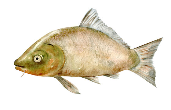 recommend clip art: Carp fish. Fish of the carp family. Watercolor Clip Art. Illustration is hand drawn. Suitable for encyclopedias, card designs, textiles and scrapbooking.