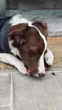 Adorable puppy dog chews a pineapple.