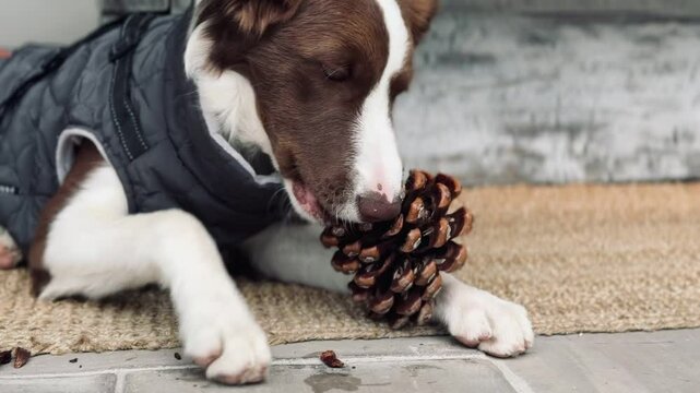 Adorable puppy dog chews a pineapple.