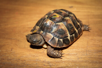 Hermann's tortoise (Testudo hermanni) cute young closeup