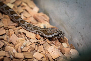 Young red snake (Pantherophis guttatus) view macro closeup
