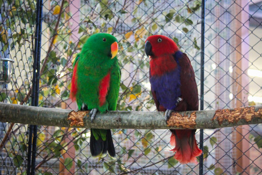 Green and red eclectus Eclectus roratus parrot birds pair sitting on branch