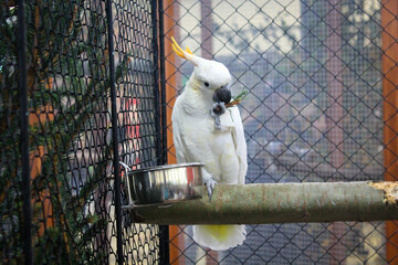 white and yellow cockatoo parrot bird with branch in beak 