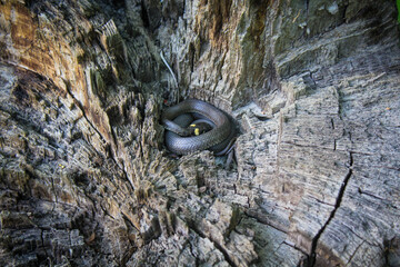Young collared snake (Natrix natrix) macro closeup in wood