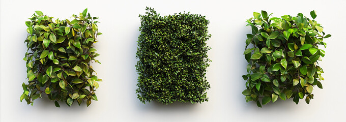 Naklejka premium hedge isolated on white background, tall hedge, hedge wall, hedge garden, Trimmed hedge, shrub bush fence tree, Clipping path