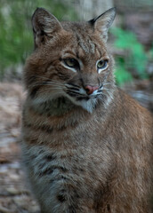 Portrait of a Bobcat