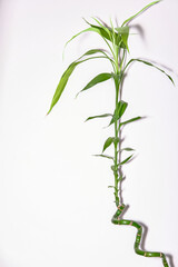 bamboo leaves isolated on white