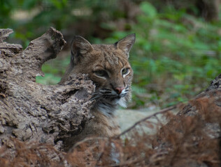 Portrait of a Bobcat