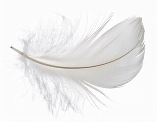 white feather on black background
