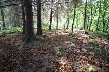 Many pine cones falling under a pine tree in the Scottish forest
