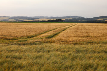 View of gold barley field in the wind in Scotland, UK