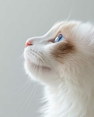 Fototapeta premium Portrait of a Ragdoll Cat with Striking Blue Eyes and Soft Fluffy Coat, Perfect for Cat Lovers and Feline Enthusiasts