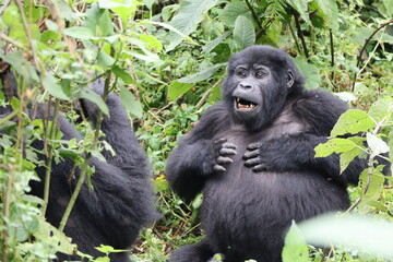 Juvenile mountain gorilla beating his chest  © Stefanie