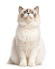 Obraz premium Portrait of a Ragdoll Cat with Striking Blue Eyes and Soft Fluffy Coat, Perfect for Cat Lovers and Feline Enthusiasts