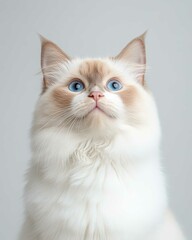 Portrait of a Ragdoll Cat with Striking Blue Eyes and Soft Fluffy Coat, Perfect for Cat Lovers and Feline Enthusiasts

