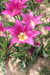 Purple tulips in a field 