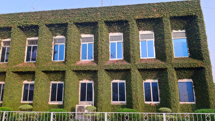 A building covered in ivy has a statue on top. The ivy is green and covers the entire building