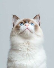 Portrait of a Ragdoll Cat with Striking Blue Eyes and Soft Fluffy Coat, Perfect for Cat Lovers and Feline Enthusiasts

