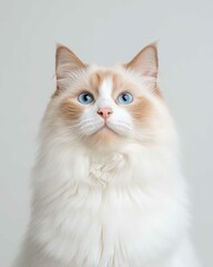 Portrait of a Ragdoll Cat with Striking Blue Eyes and Soft Fluffy Coat, Perfect for Cat Lovers and Feline Enthusiasts

