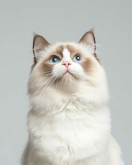 Portrait of a Ragdoll Cat with Striking Blue Eyes and Soft Fluffy Coat, Perfect for Cat Lovers and Feline Enthusiasts


