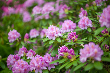 Blooming pink rhododendron.