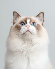 Portrait of a Ragdoll Cat with Striking Blue Eyes and Soft Fluffy Coat, Perfect for Cat Lovers and Feline Enthusiasts

