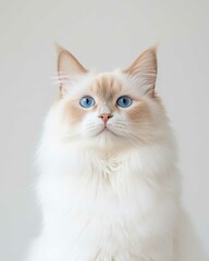 Portrait of a Ragdoll Cat with Striking Blue Eyes and Soft Fluffy Coat, Perfect for Cat Lovers and Feline Enthusiasts

