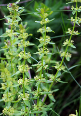 Cruciata glabra grows in the forest in spring