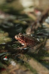 toad in water 