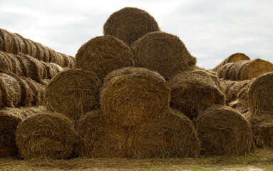 Stacked hay bales.Dry straw pressed into individual straw bales. Pile of straw bales.
