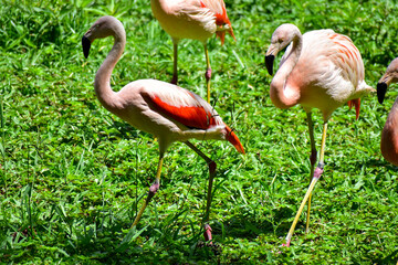 Photo of group of pink flamingos in zoo