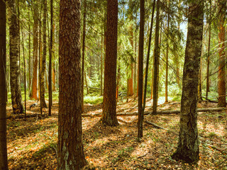 Tall trees lining a sunlit forest path. High quality photo