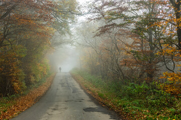 Fototapeta premium Silhouette of Solitary Person Walking alone Down Misty Road Through Autumn Forest