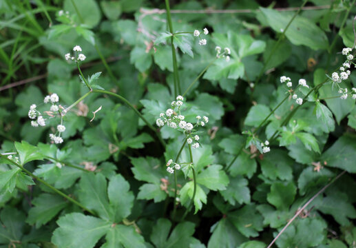 Sanicula europaea grows in the wild in spring