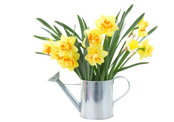 narcissus flowers in watering can