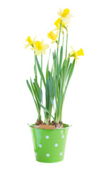 pot with spring growing daffodils