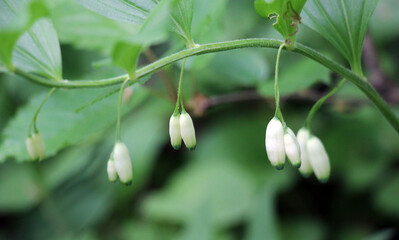 Polygonatum hirtum blooms in the wild