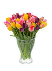 fresh tulips in vase