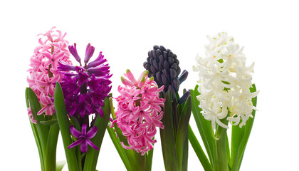 Fototapeta premium hyacinth flowers