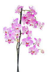 pink  orchid branch