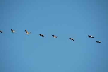 Vol de grues cendr&eacute;es vers le Lac du Der