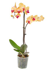 Orange  orchid branch
