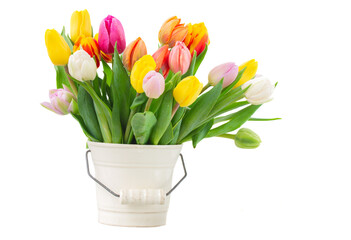 bouquet of multicolored   tulip flowers in white pot