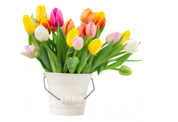 bouquet of multicolored   tulip flowers in white pot