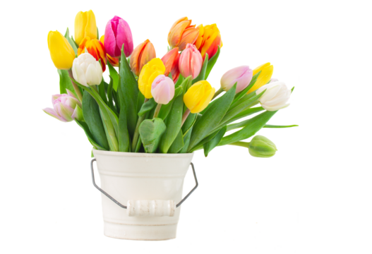 bouquet of multicolored   tulip flowers in white pot