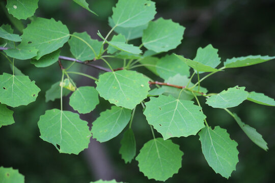 Aspen (Populus tremula) grows in nature