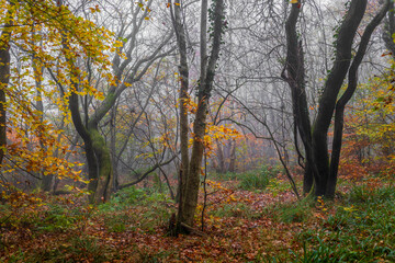 Fototapeta premium Tall Young Oak Trees with Golden Autumn Leaves growing in a misty woodland forest