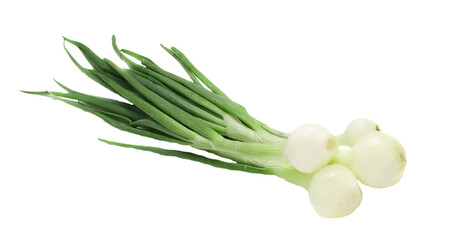 Obraz premium young onion